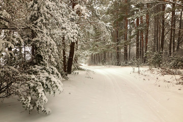 Belarus, Grodno, Snowy fairy forest around Molochnoe Lake.