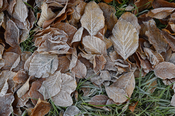Frost of fallen leaves 