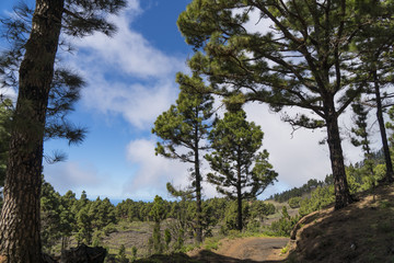 Fototapeta premium Landscape at the volcano route hiking trail near Los Canarios ( Region Fuencaliente de La Palma ) at La Palma / Canary Islands