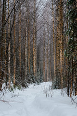 Trail in middle of birch trees