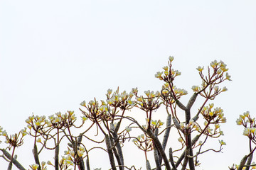 Yellow Plumeria flowers beautiful on tree,frangipani