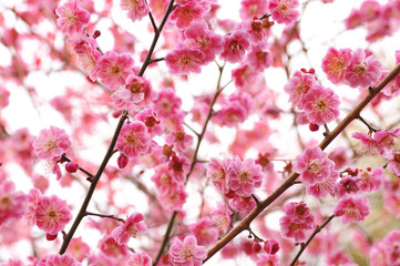 blooming plum tree