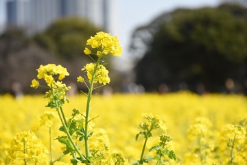 菜の花とビル