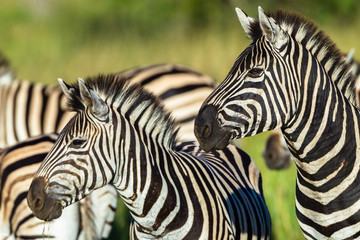 Fototapeta na wymiar Zebras Wildlife Closeup animals alert late in day for predators.