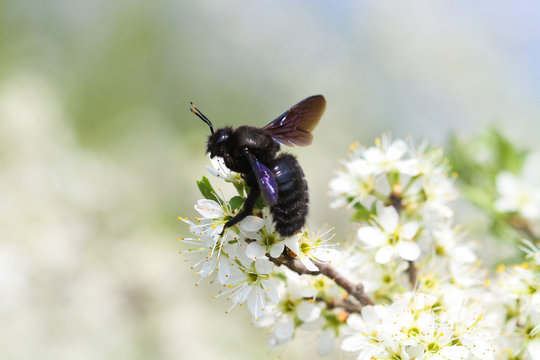 Carpenter bee pollinate bloomed flowers in spring