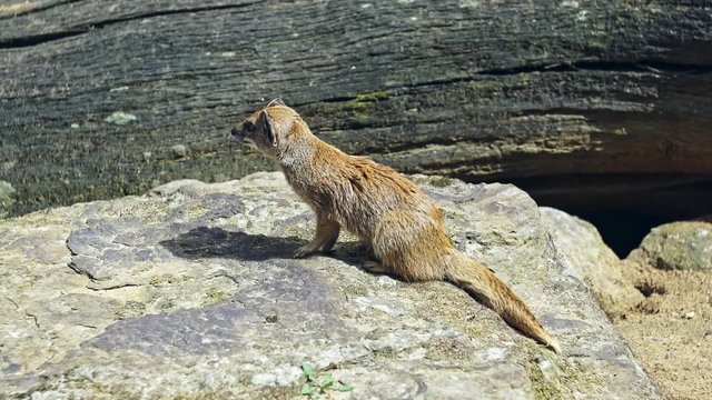Yellow Mongoose sitting on driftwood - Cynictis penicillata
