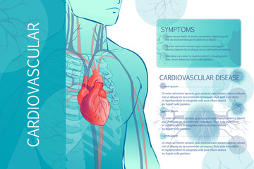 human circulatory vascular system