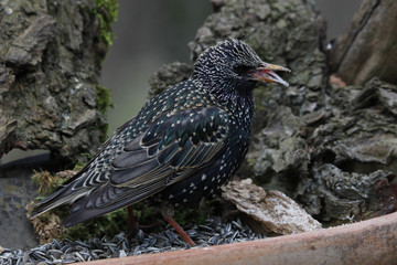 Star (Sturnus vulgaris) am Futterplatz