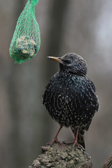 Star (Sturnus vulgaris) am Meisenknödel