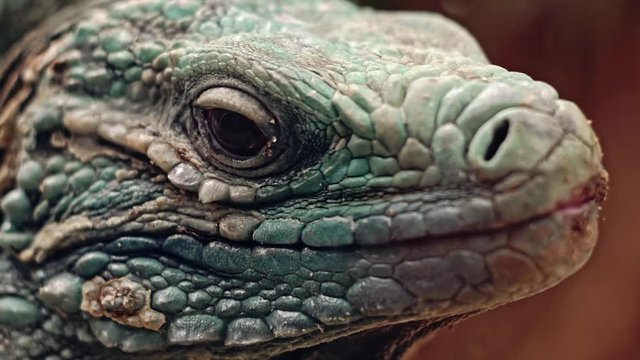 Close up profil view of the head of a motionless iguana placed on a brown branch. Calm and unemotional animal with a rough green and gray skin. Open eye. Blur brown background.
