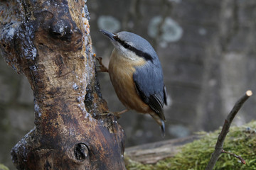Kleiber (Sitta europaea),  am Futterplatz