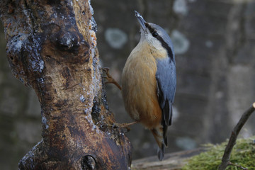 Kleiber (Sitta europaea), am Futterplatz