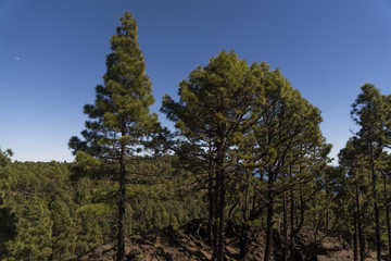 Fototapeta na wymiar Landscape at the volcano route hiking trail near Los Canarios ( Region Fuencaliente de La Palma ) at La Palma / Canary Islands