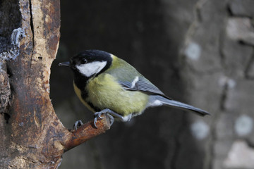 Kohlmeise (Parus major)  am Futterplatz