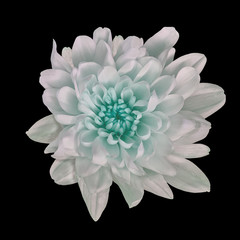 Flower white  Chrysanthemum  with a cyan shade inside,  isolated on black background. Flower bud close up.  Element of design.