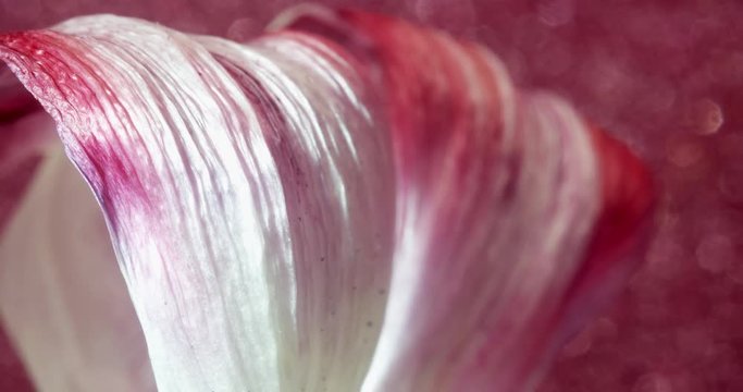 Pink Tulip Rotates On red Background. Extreme Macro. 4K. Silk.
