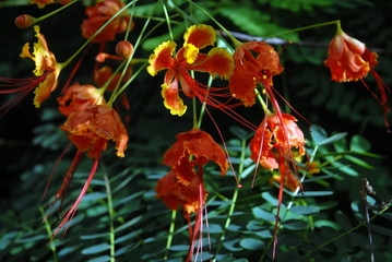 Petit flamboyant de Martinique (département d'outre-mer)