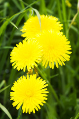 Yellow dandelions and green grass