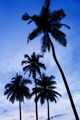 Fototapeta na wymiar Palm Tree Sri Lanka
