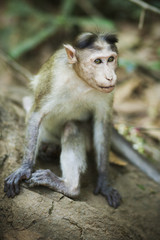 Goa Monkey