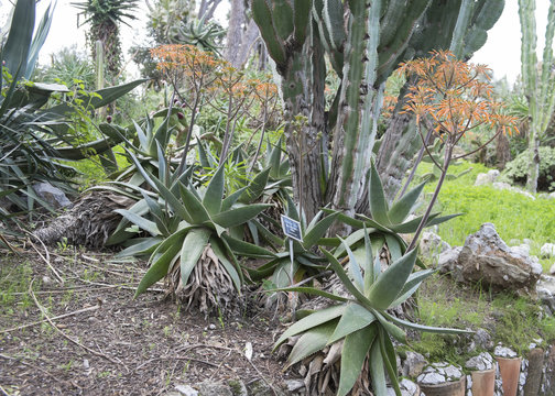 Aloe Maculata x Striata