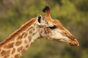 African Giraffes in the wild