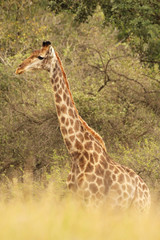 African Giraffes in the wild