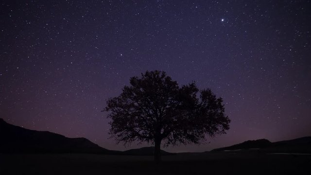 Starry sky rotating above the tree