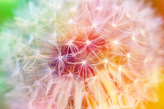 Fototapeta Detail of dandelion seeds, colorful background
