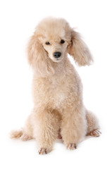 Sitzender Pudel isoliert auf weißem Grund