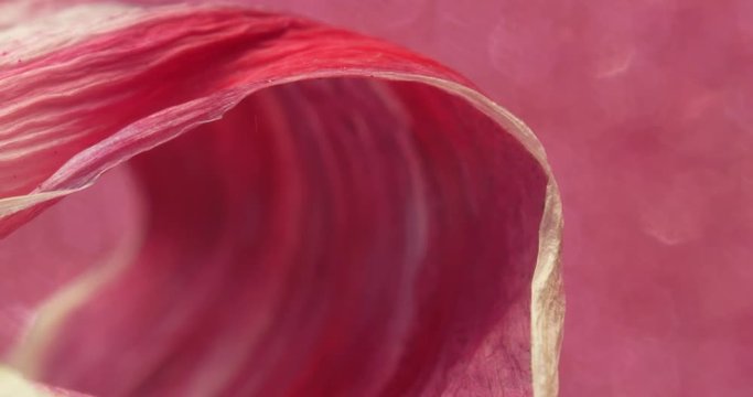 Pink Tulip Rotates On red Background. Extreme Macro. 4K. Silk.