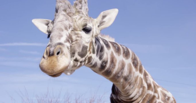 Giraffe with neck bent down licks lips - slow motion