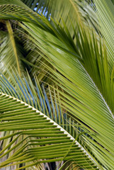 Feuilles de palmiers vertes, Martinique (Département d'outre-mer)