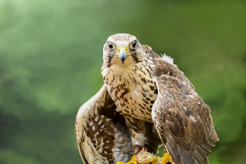 Falke mit Beute