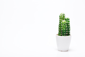 Small decorative cactus in vase isolated on neutral background.