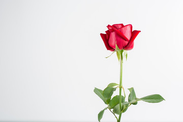 Red rose,Red rose on a white background