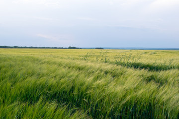 Fototapeta premium Field of barley in the Russian nature