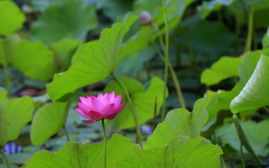 Obraz na płótnie Canvas The lotus is in full bloom, in the pond
