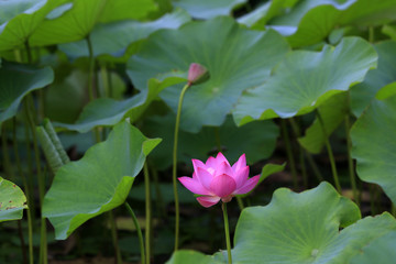 The lotus is in full bloom, in the pond