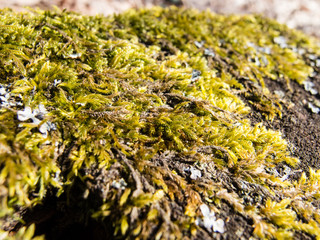 Fototapeta na wymiar Beautiful green spring moss on wood