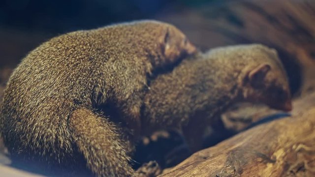 Pair of Common dwarf mongoose, Helogale parvula playing