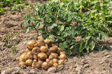 Fototapeta na wymiar fresh potatoes from soil 