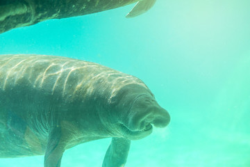 Manatee underwater with smiling face.