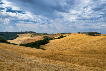 Fototapeta premium Tuscany: the road to Torre a Castello