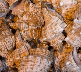 Strandmuschel, Fasciolaria Trapezium