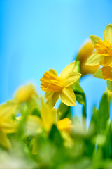 Bouquet of yellow daffodils on blurred background.