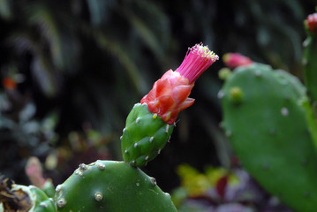 Fleur de cactus, Martinique (Département d'outre-mer)