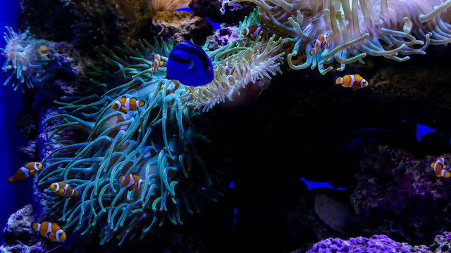Acquarium Full of Beautiful Tropical Fishes
