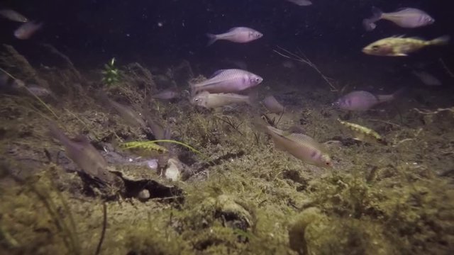 Underwater footage of swimming European Bitterling, Rhodeus amarus. Nice fresh water fish in the nature habitat. Bitterling swiming in the group with Three spined stickleback. Night diving in little l