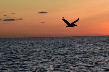 Fototapeta na wymiar Flying through the sunset